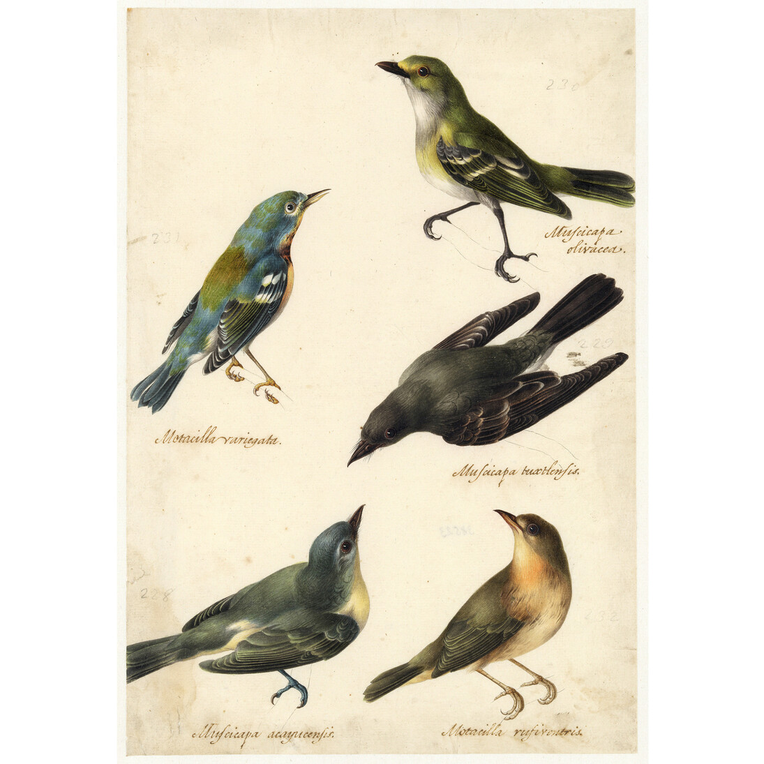 Estudios ornitológicos de cinco pájaros, José Atanasio Echeverría, Aguada de colores; sobre dibujo preliminar a grafito, 297 x 203 mm, h. 1800, Hamburg, Hamburger Kunsthalle, Kupferstichkabinett © Hamburger Kunsthalle / bpk, Foto: Christoph Irrgang