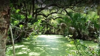 Alligator Creek, Punta Gorda, Florida