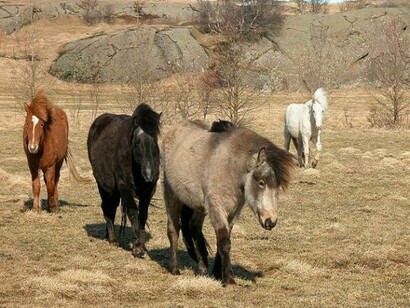 Icelandic horses