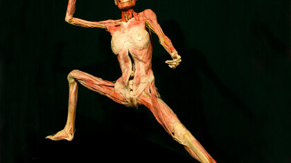 Cuerpo humano expuesto en la muestra Human Bodies