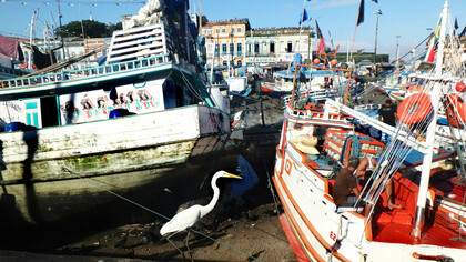 Flota de barcos de pesca varados en el puerto del mercado de Belém do Pará. Boca del Amazonas, Brasil. Foto de Karen Brewer
