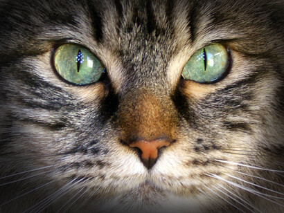 Acercamiento a la cara de un gato