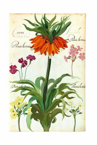 Florilegio della versione facsimile del De Geest della Biblioteca nazionale di Roma