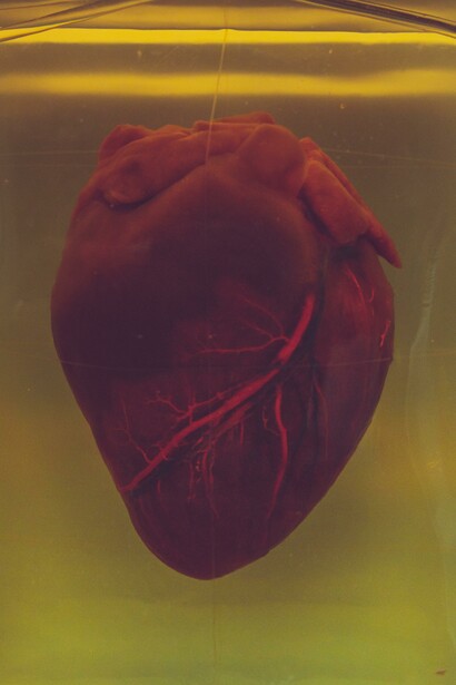Cuore