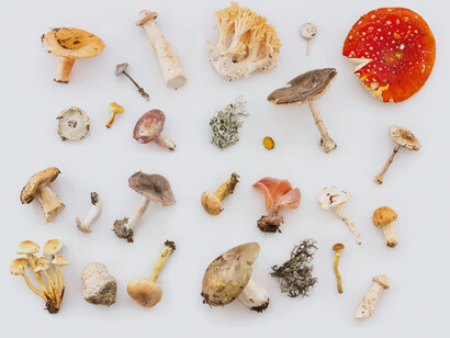 Microbial networks of fungi, bacteria, archaea, viruses, protists, and algae, as well as nematodes, arthropods, and protozoa form a nutrient web in the soil