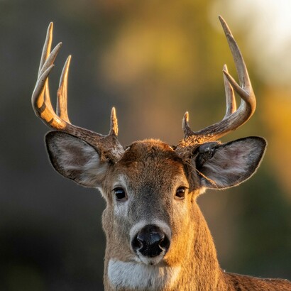 La selezione sessuale può entrare in conflitto con la selezione naturale, un cervo con corna più grandi vince nella competizione per l’accoppiamento, ma paga con una maggiore vulnerabilità
