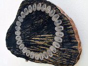 Nature's Alchemy. Courtesy of bo.lee gallery