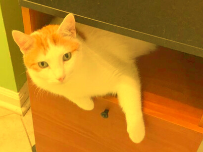 Kitty on the shelf of a nightstand