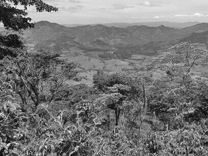 Plantación de café, Nicaragua