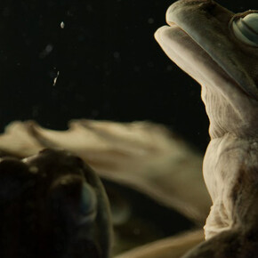 Herpetology. Courtesy of Royal BC Museum 