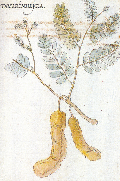 A tamarinheira em Manuel Godinho de Erédia, *Suma das árvores e plantas da Índia Intra Ganges*, Edição de J. G. Everaert, J.E. Mendes Ferrão e M. Cândida Liberato, Lisboa, CNCDP, 2001 
