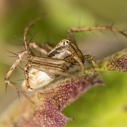 Lynx spider (Oxyopidae) © Karthik R Bhat