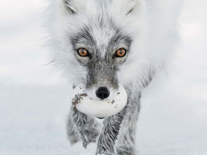 Wildlife Photographer of the Year. Courtesy of ROM 