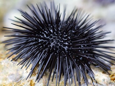 Il riccio di mare svolge un ruolo fondamentale negli ecosistemi marini, contribuendo all'equilibrio dei fondali attraverso il controllo della crescita delle alghe