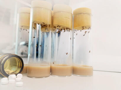 Rapamycin is being tested on fruit flies for its anti-aging properties