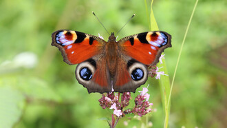 Peacock at Chapel Bank © Gehan de Silva Wijeyeratne
