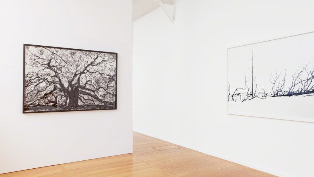 Echoing Trees. Courtesy of Xippas