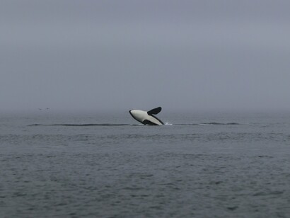 This orca in the mists of Telegraph Cove captures the spirit of Vancouver Island, where pristine coastlines and deep cultural roots create an unforgettable landscape