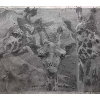 Quentin Garel, Palimpseste X (Girafe), 2014, Charcoal on Paper, 39½" x 59"