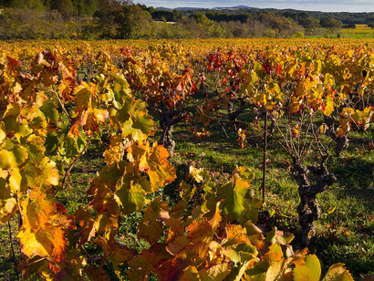 Vigneto. Vino in Tanzania: Dal Vinitaly di Verona alla savana africana, scopri i nuovi profumi enologici