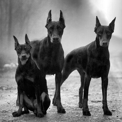Hermosa amistad hemos ganado