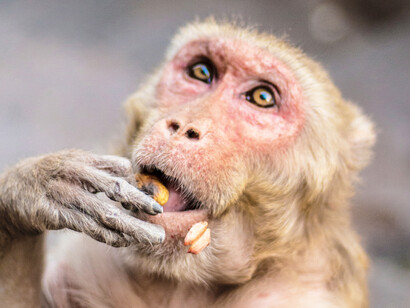 ¿Realmente provenimos del mono? 