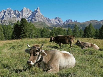 Bovini al pascolo, Italia