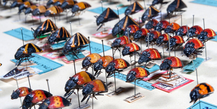 Käfer und Fächerflügler. Courtesy of Museum für Naturkunde