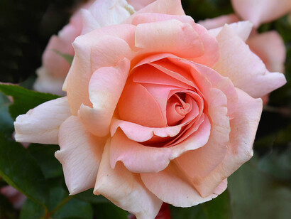 Profumo di rose recise