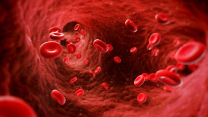 Blood and blood cells flowing through the vessells