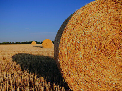 Fardos de forraje: sin embargo, tú nunca te diste cuenta. Tu acto desinteresado de ayudar te valió la gracia de pedir
