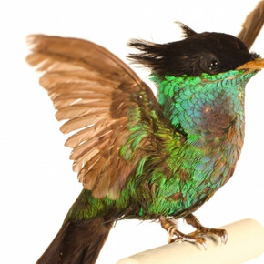 Birds of the World Gallery. Courtesy of Harvard Museum of Natural History