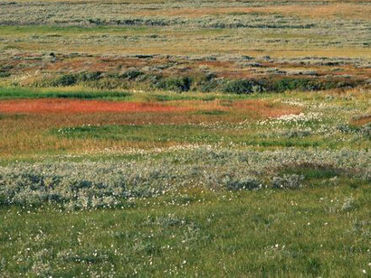 Penisola di Yamal, la tundra