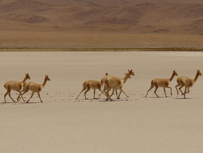 Fauna en el entorno del salar: vicuñas