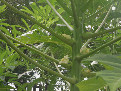 Introdujeron el cultivo de algas no invasivas, que además de usarse en gastronomía y cosmética, mejoran la calidad del agua al liberar oxígeno, beneficiando indirectamente a otros cultivos y al ecosistema
