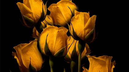 Rosas. Maria da Graça