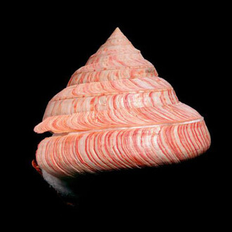 Virtual Shell Hall. Courtesy of Royal Belgian Institute of Natural Sciences