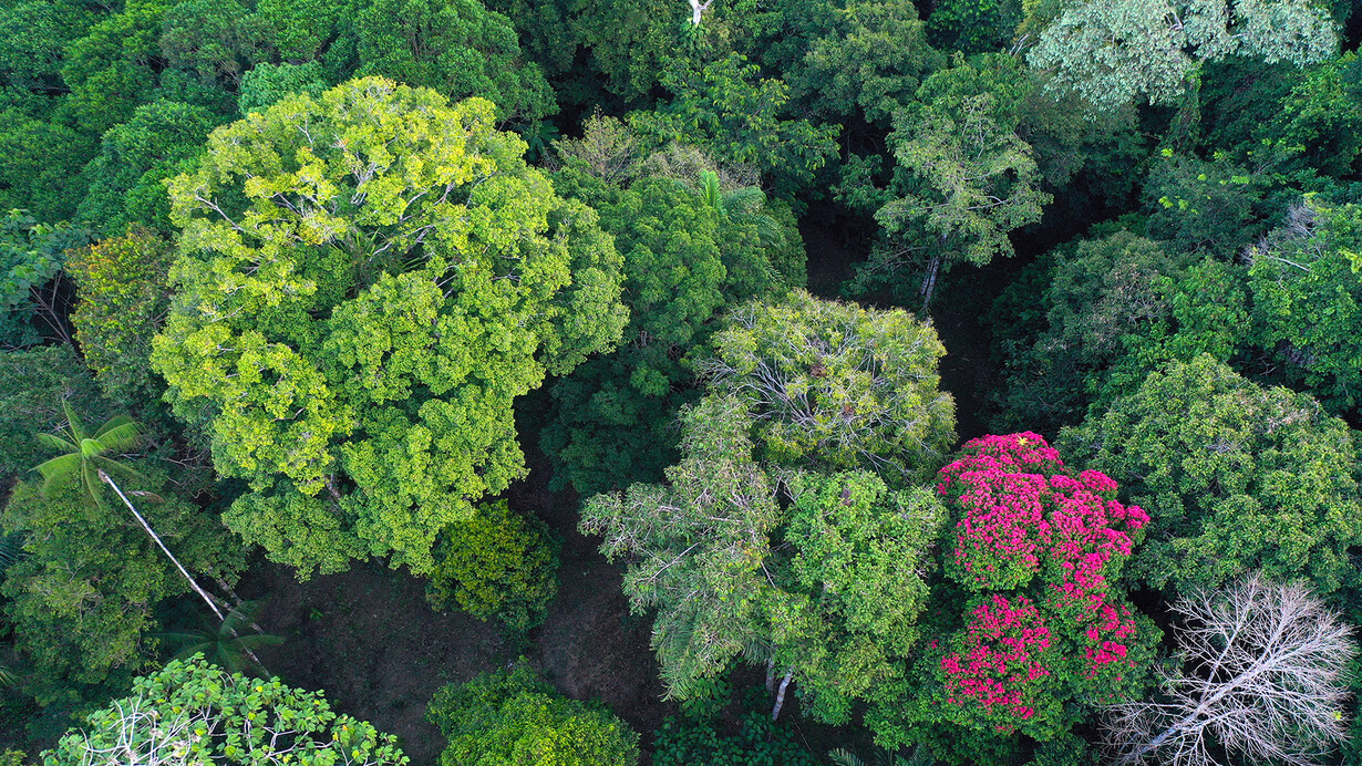 Vista aérea del dosel arbóreo de la Amazonia