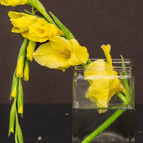 James Henkel, Yellow glad, 2023. Courtesy of Tracey Morgan Gallery