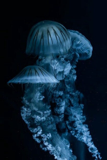 Sto bene solo quando nuoto, ma ecco che l’acqua si riscalda un po’ troppo e arrivano le meduse