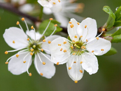 Il prugnolo, molto spinoso, regala una deliziosa fioritura bianca a inizio primavera