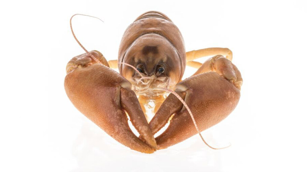 Invertebrate Zoology. Courtesy of Royal BC Museum
