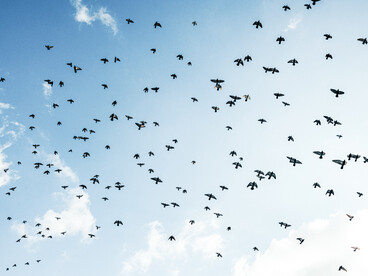 Una bandada de palomas atraviesan el cielo, símbolo de libertad
