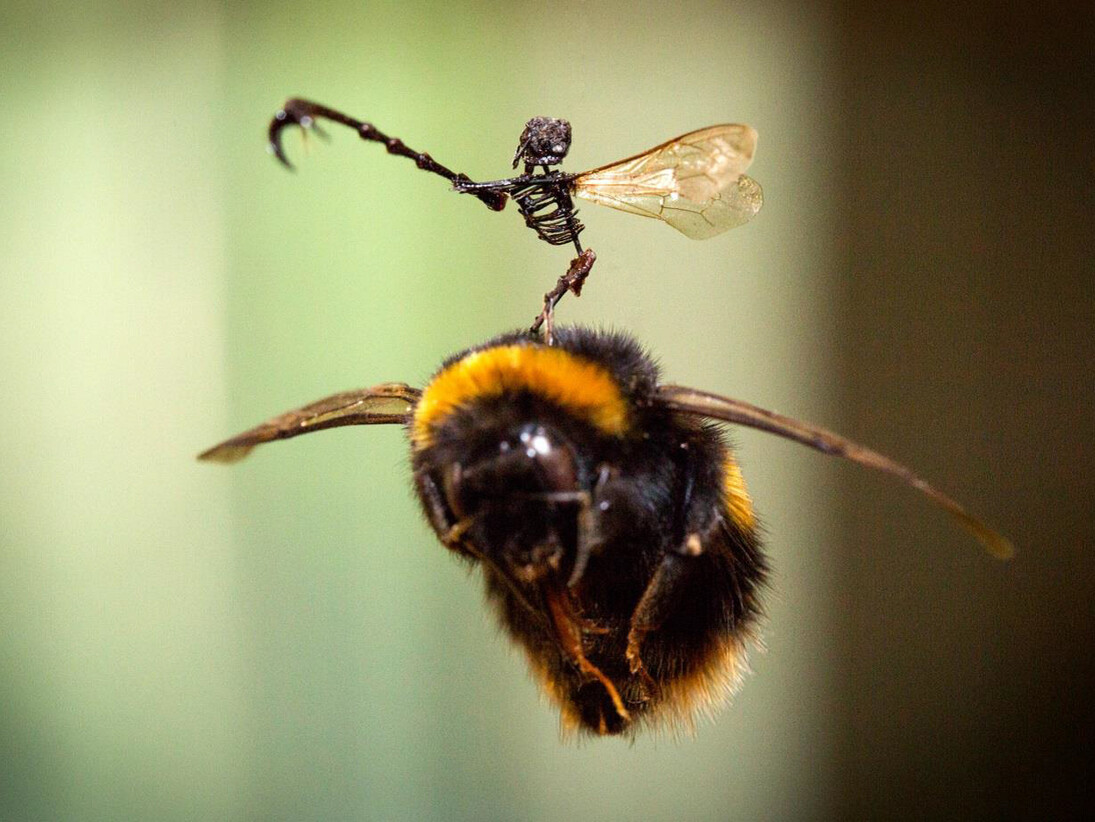 Tessa Farmer, Photograph © Evoke Pictures