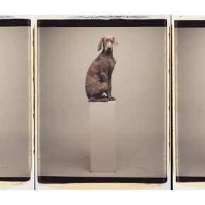 William Wegman Left to Right 1989 (c) William Wegman Image courtesy of Huxley-Parlour Gallery