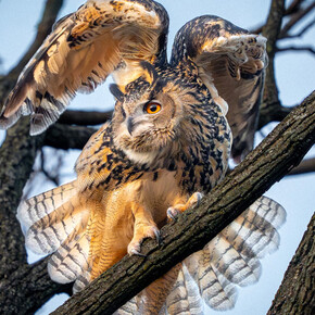 David Lei, Flaco stretching his wings, pre-flyout routine, February 15, 2023. Courtesy of The New York Historical