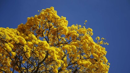 Araguaney, the national tree of Venezuela