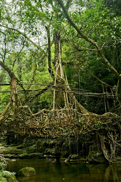 Ancient living root bridge surrounded by the lush greenery of Meghalaya’s sacred forests, India