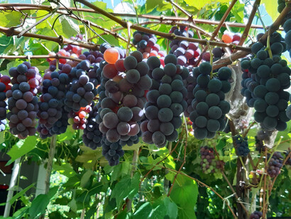 Variedad de uvas cultivada por Virgilio Vidor