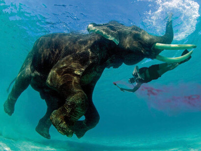 An Elephant snorkeling
